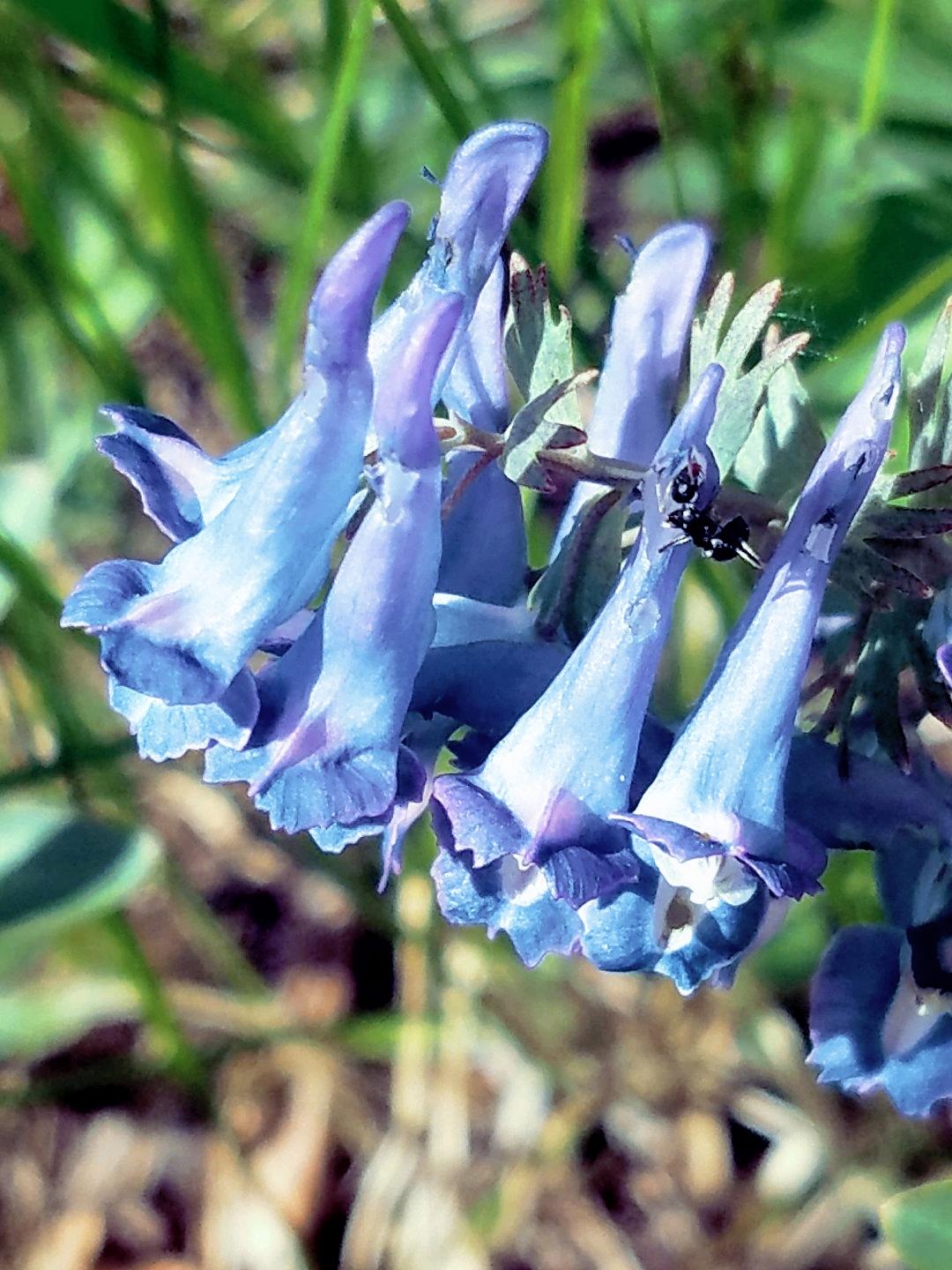 药农卖元胡十分钟赚52万,止痛片100片东北袋装