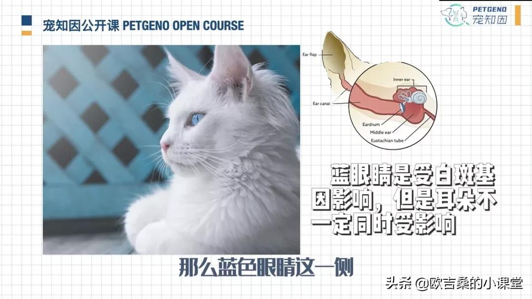 白斑变异基因,白斑基因和全白基因