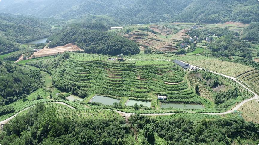 柚香谷的匠人精神将消失1300年的柚子带回母国实现团圆