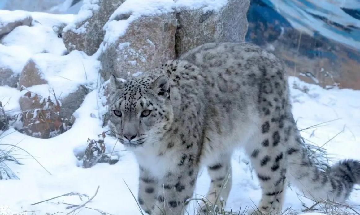 奥运会的吉祥物有哪些动物,2020奥运吉祥物是什么动物