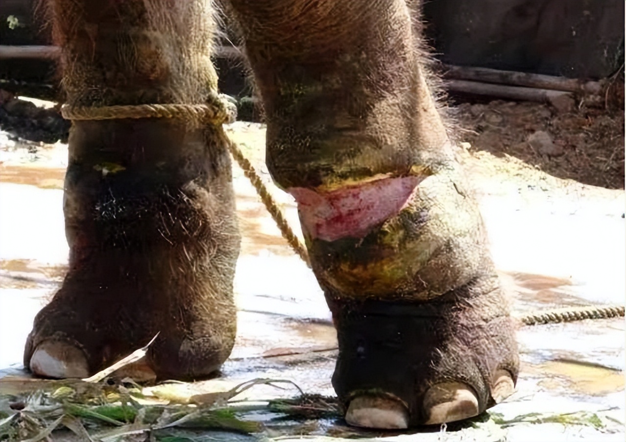 6岁公主活成“脚链囚徒”，背后的动物表演让人心疼