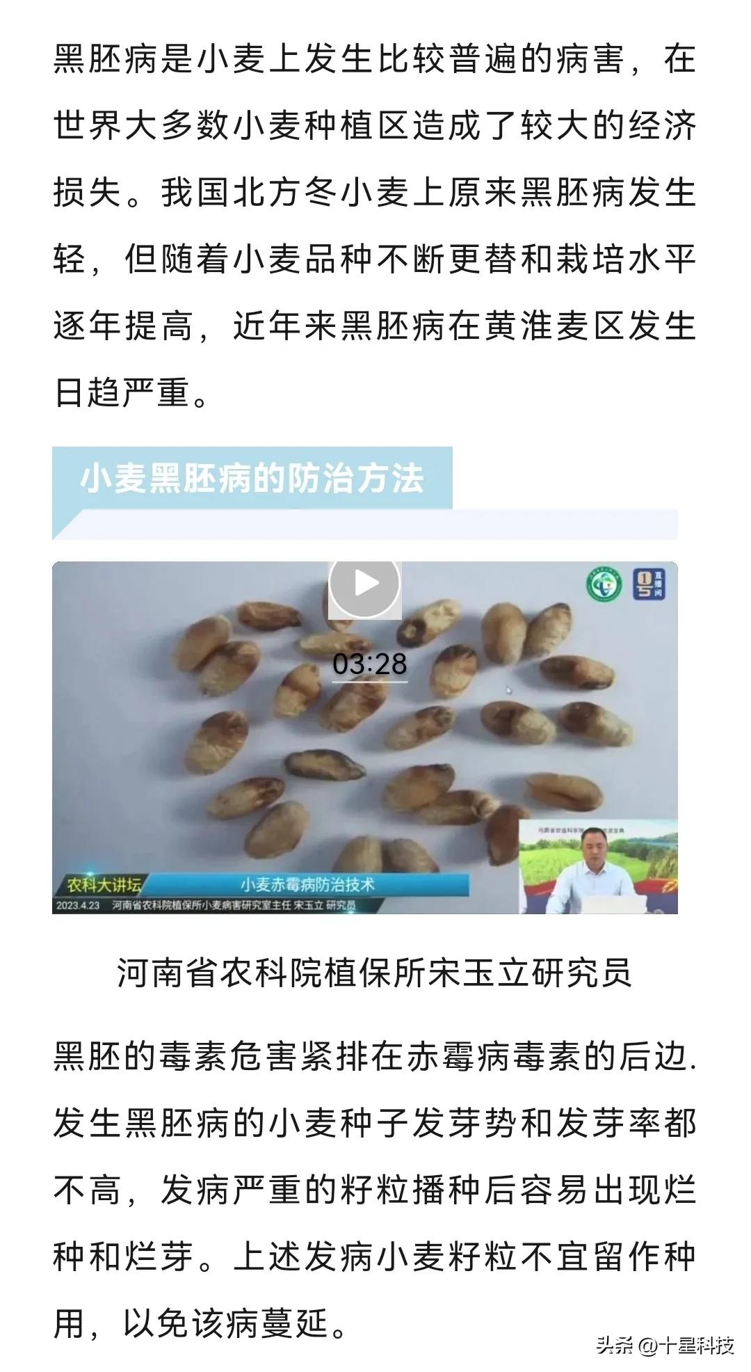 黑小麦的缺点和危害,黑小麦的副作用和禁忌