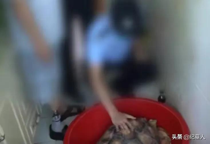 一男子捡到一只乌龟带回家养,男子在野外捡到乌龟越长越不好