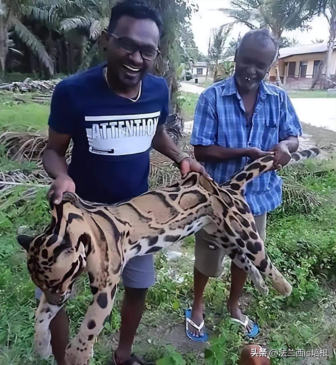 世界上最厉害的猫科动物豹猫,豹猫我国最可怜的野生猫科动物