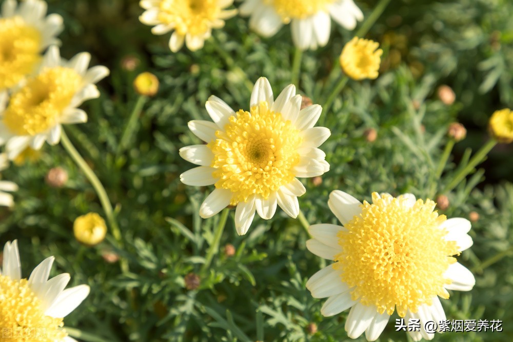 一丛黄菊花图片欣赏,五颜六色姹紫嫣红的鲜花