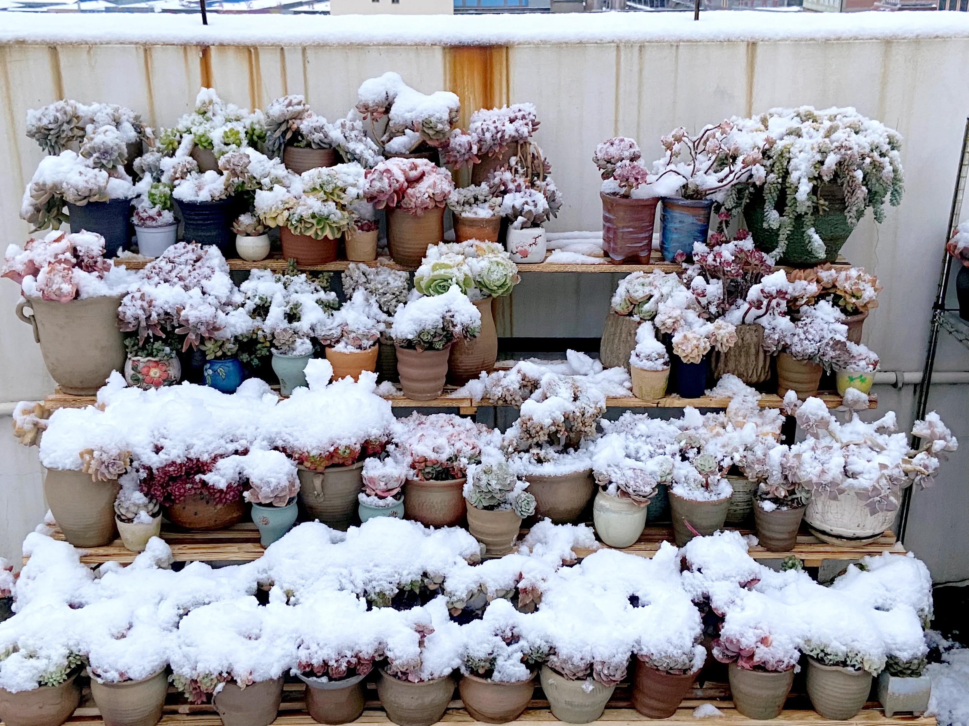 多肉被雪冻了怎么办,多肉被太阳晒得发白了怎么补救