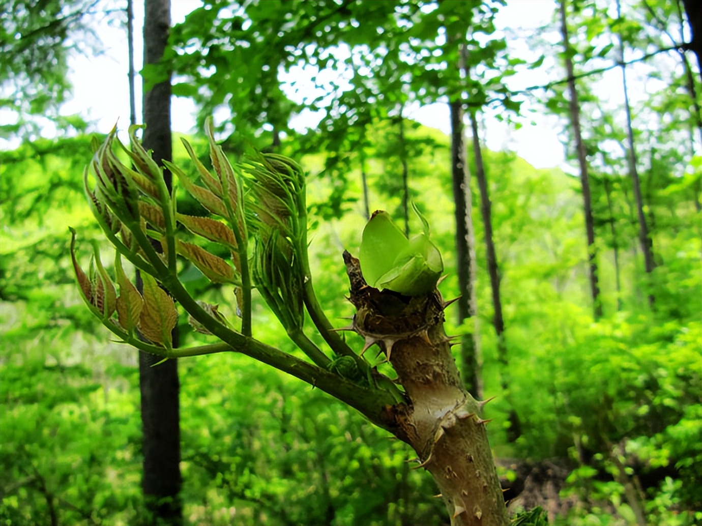 春天看图挖野菜，送你40种野菜大图鉴，让你轻松辨别各种野菜