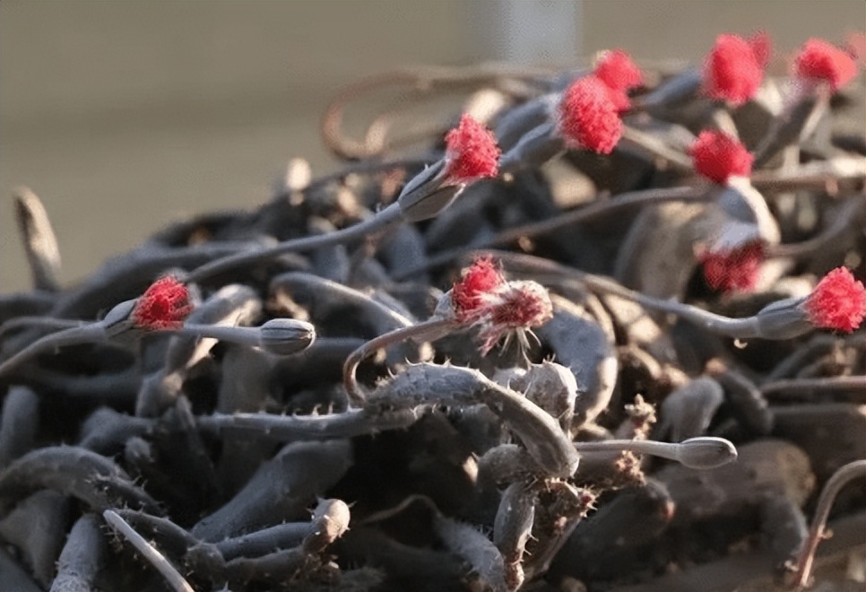 女子8年种多肉成多肉界天花板,100种多肉造型图