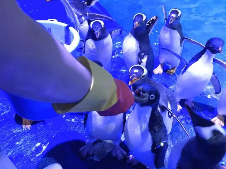 深圳小梅沙和海洋世界,深圳小梅沙海洋世界10年前