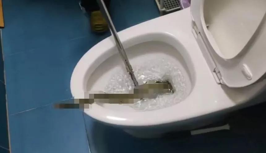 曾有人被咬伤*体下**！女子夜起从马桶钻出大蛇，大蛇为何能上楼？