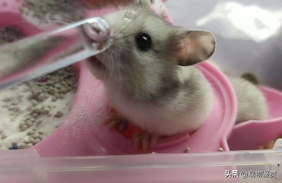 仓鼠喝凉白开还是喝自来水,仓鼠要喝水吗怎么喂