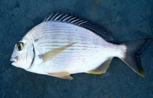 海鲜鱼类排行榜前十名,最便宜的20种海鲜是什么鱼类