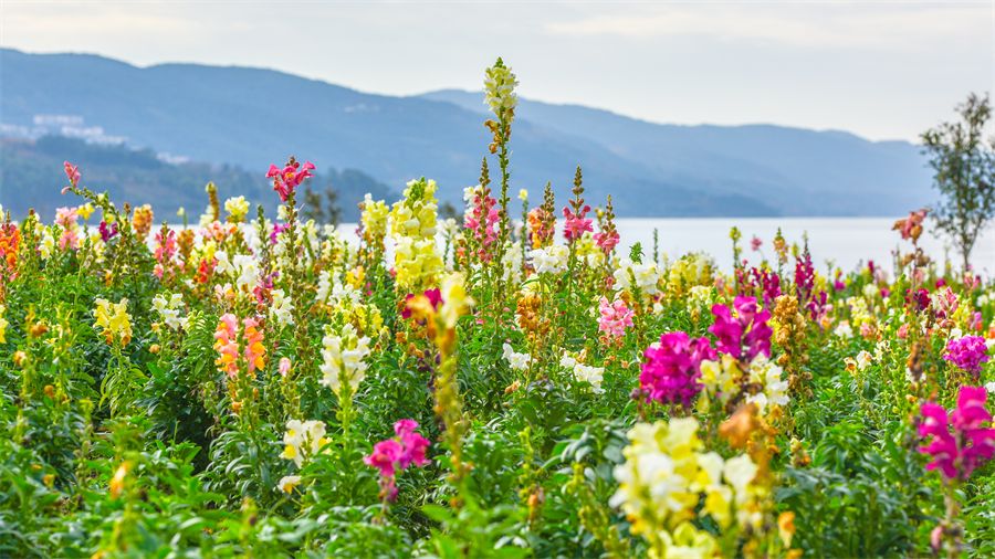 三八妇女节值得纪念的日子,一年一度的三八妇女节即将到来