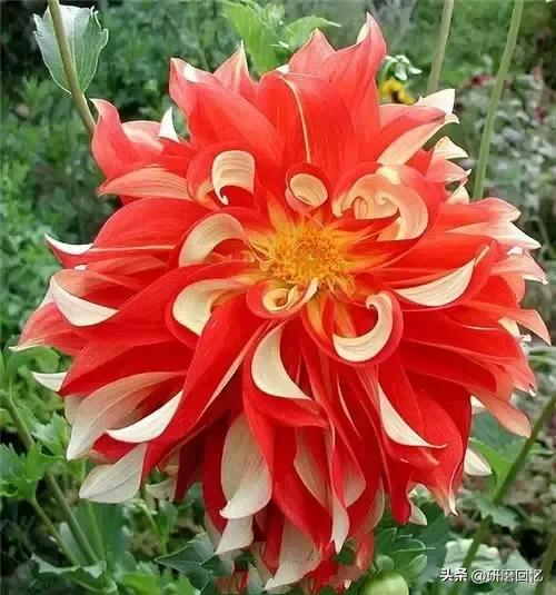 身忙心不忙,身忙而心闲