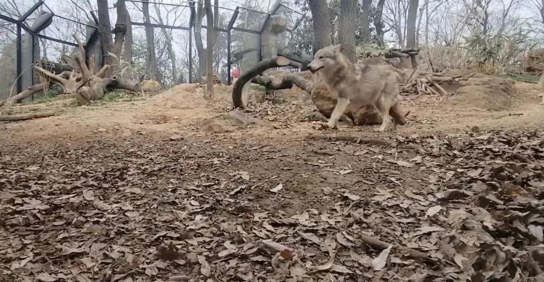 凌晨两点开始排队，年轻人怎么爱上了动物园？