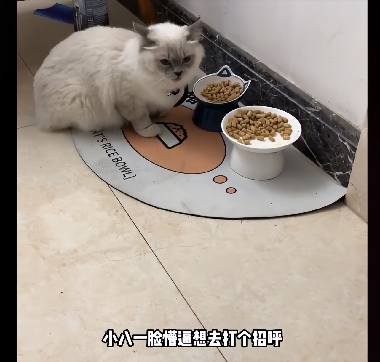 猫咪掉进化粪池被好心小哥救助,猫咪掉卡在树枝被好心人救下