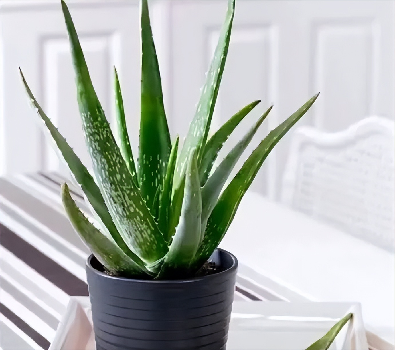 发财树绿萝吊兰怎么养怎么换盆,发财树绿萝金钱树这类花怎样养护