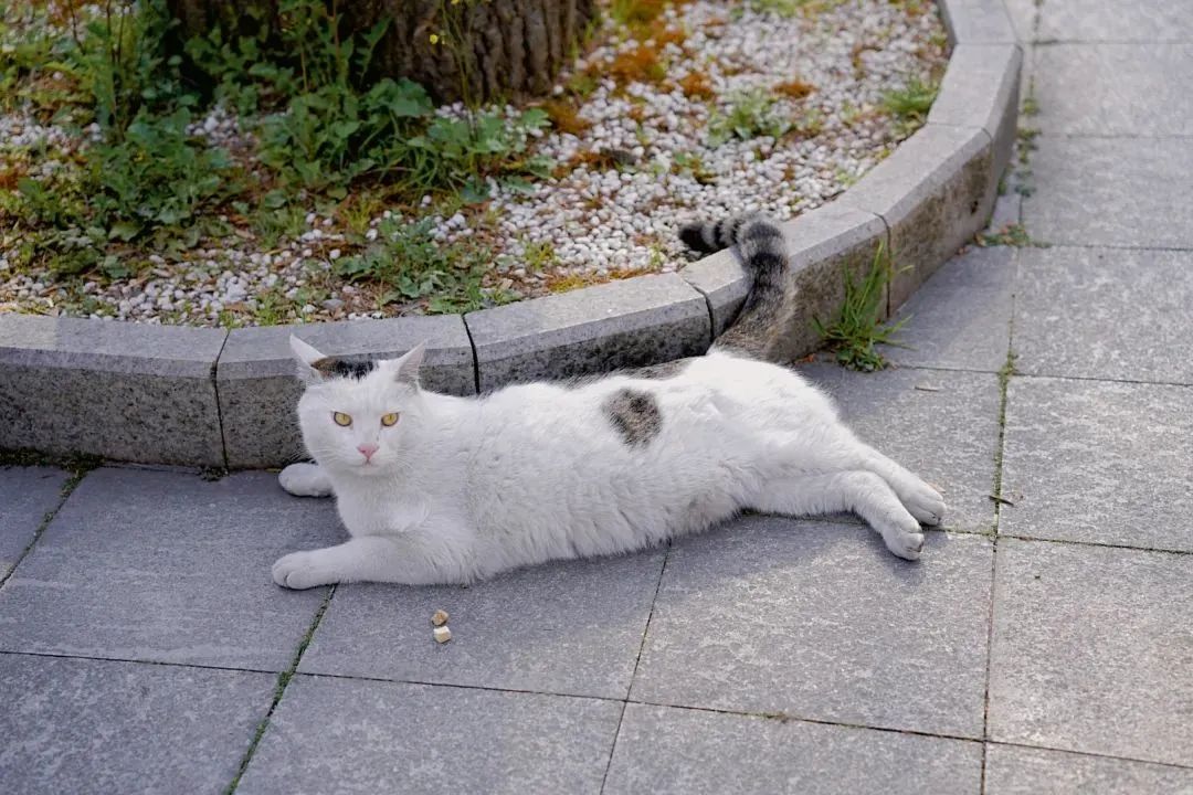 阔别1136天，你需要这份攻略～