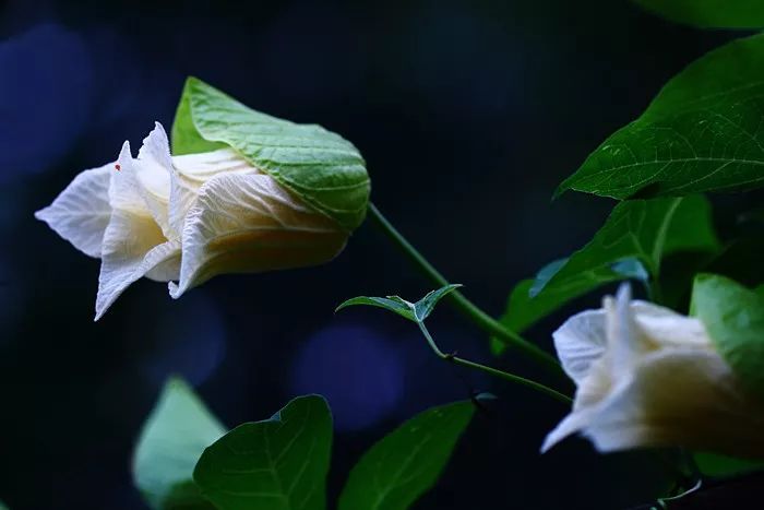 150种常见药用植物大全,150余种常见药用植物花期组图