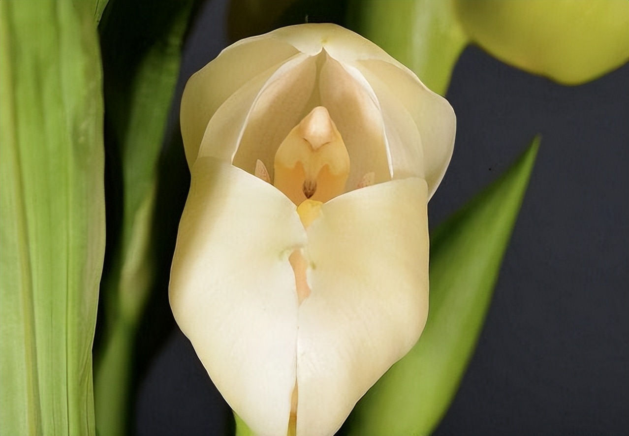 新手盆栽兰花最好选择哪些品种,适合家养的兰花品种有哪些盆栽