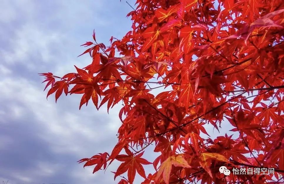 美国逃税100多万是什么后果,美国税交得多有什么福利