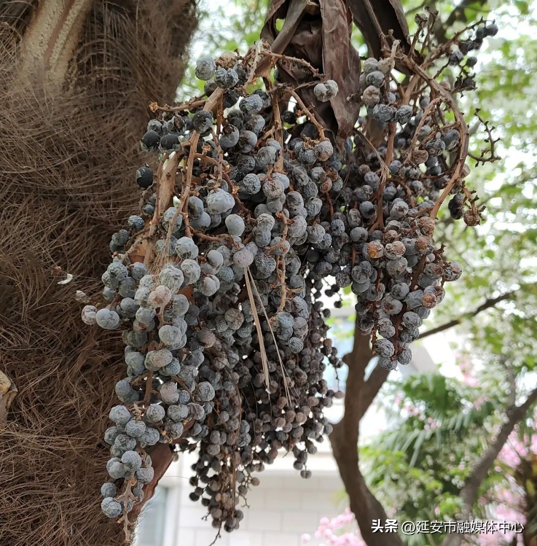 陕西宾馆迎来最佳观花赏景季节,陕西宾馆内景色