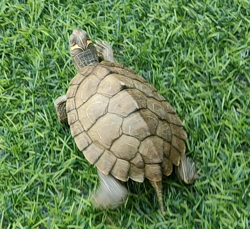 地图龟在哪里可以抓,小草龟不见了地图龟能找出来吗