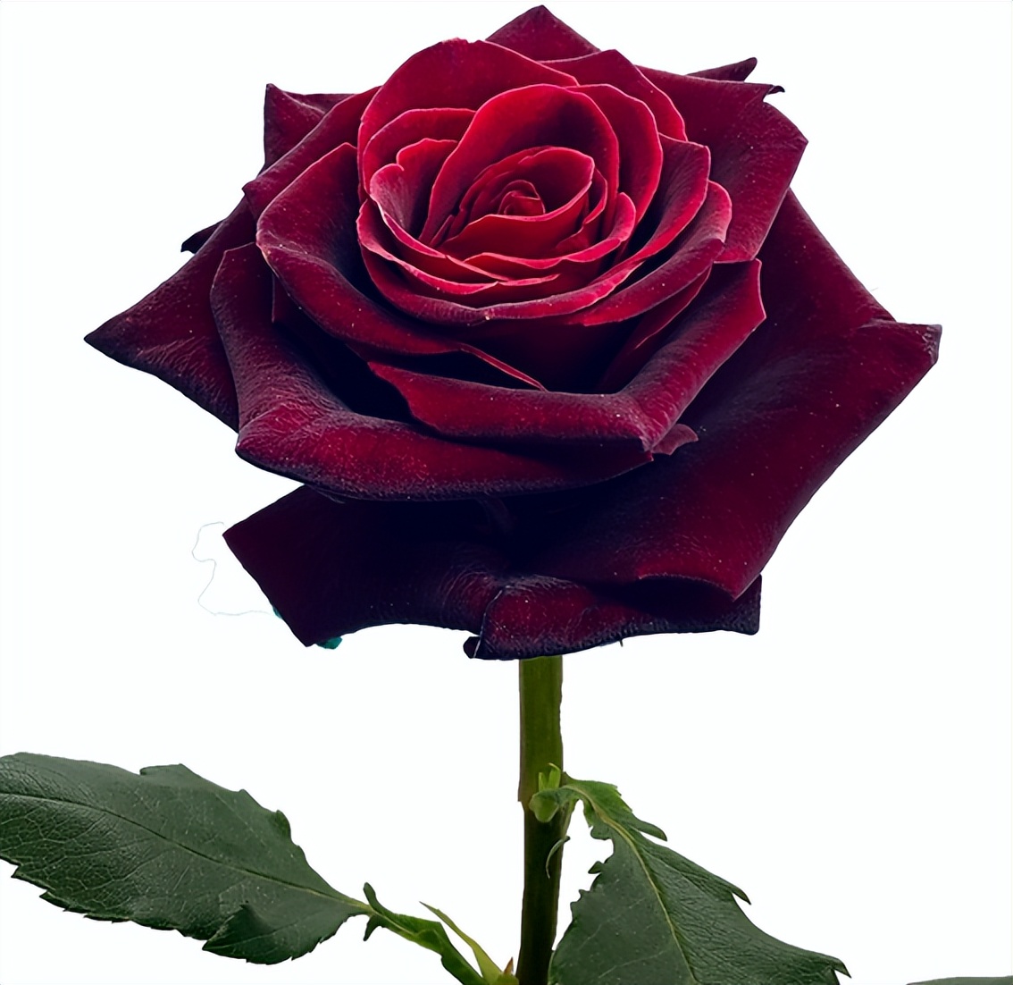 种植业什么最赚钱农村,农村种植创业成功的方法有哪些