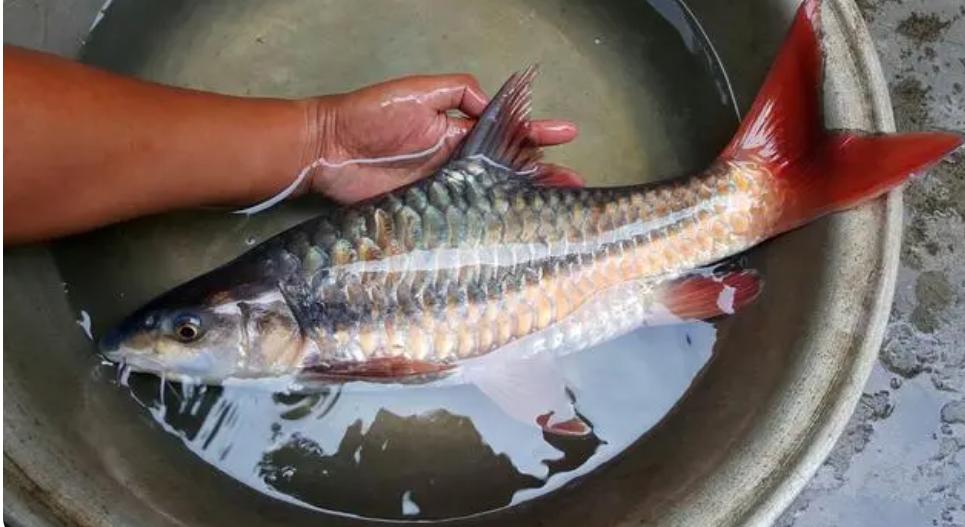 在印度是吃人水怪,在云南就是道菜!快要消失的面瓜鱼有多好吃?