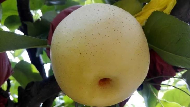 中国品牌博览会河南展区,河南省十大农产品品牌