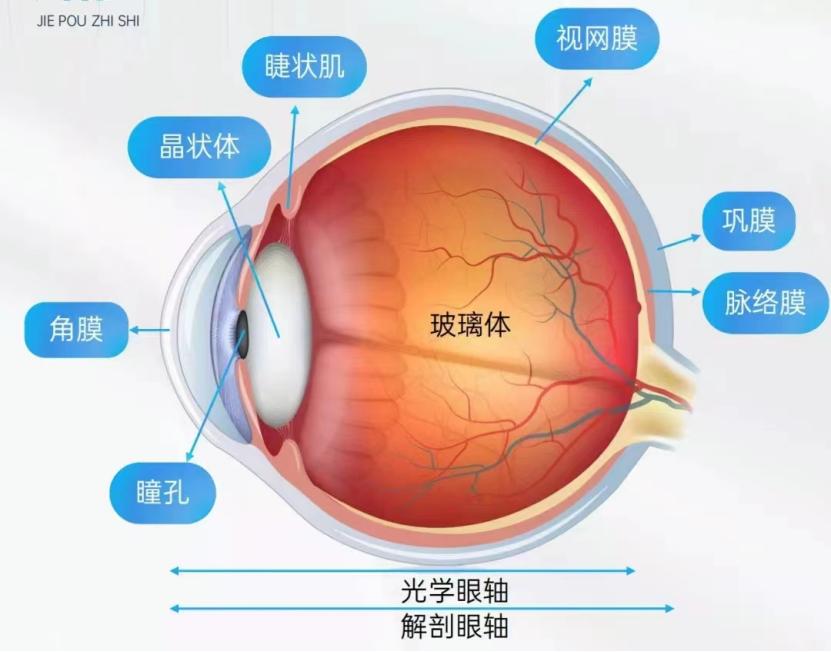 全国爱眼日如何守护心灵的窗户,全国爱眼日眼睛的一生你知道吗