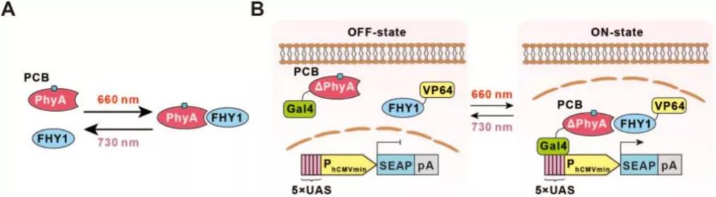 知耕快报｜作物基因组设计育种工具箱；Calyxt植物合成生物学方案