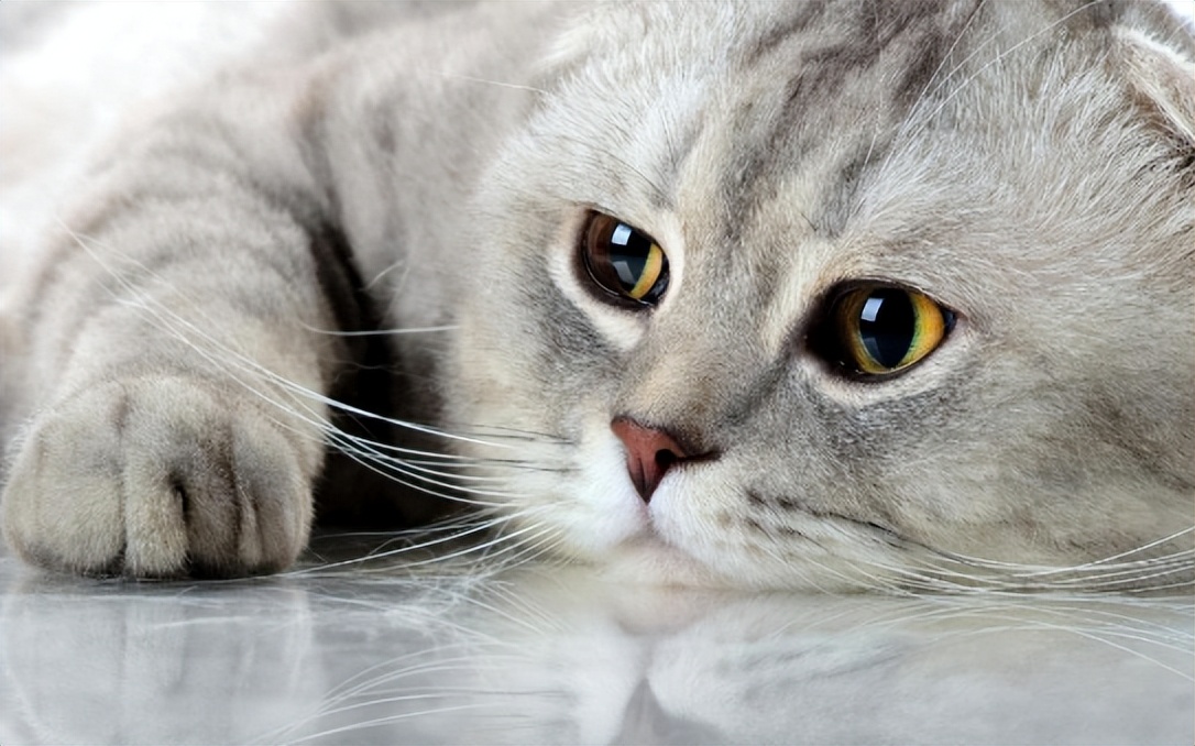 巴哥犬最大的特点,巴哥犬最令人头疼的5大缺点