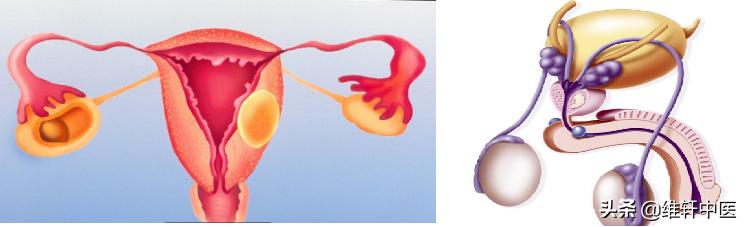 腹诊推拿手法视频,腹疗中医