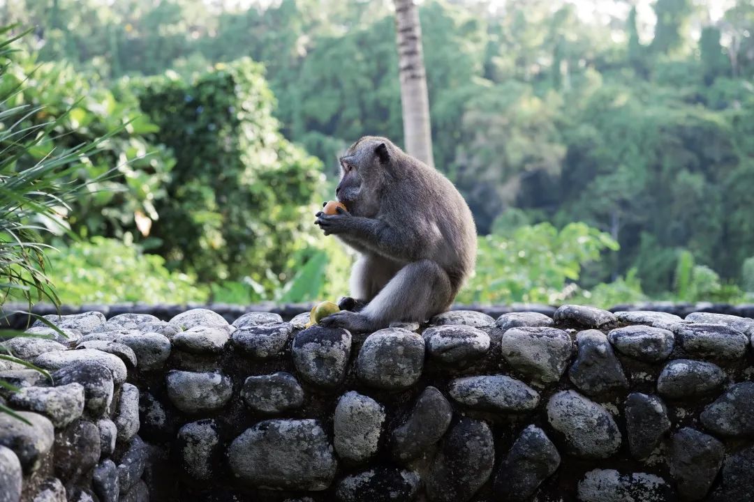 这可能是全球性价比最高的一家阿丽拉