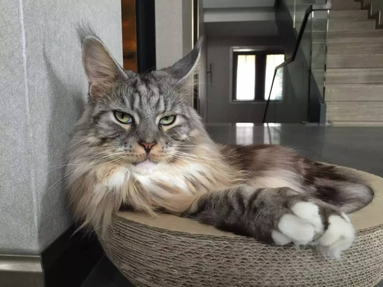 猫忠心还是狗忠心,什么猫忠心