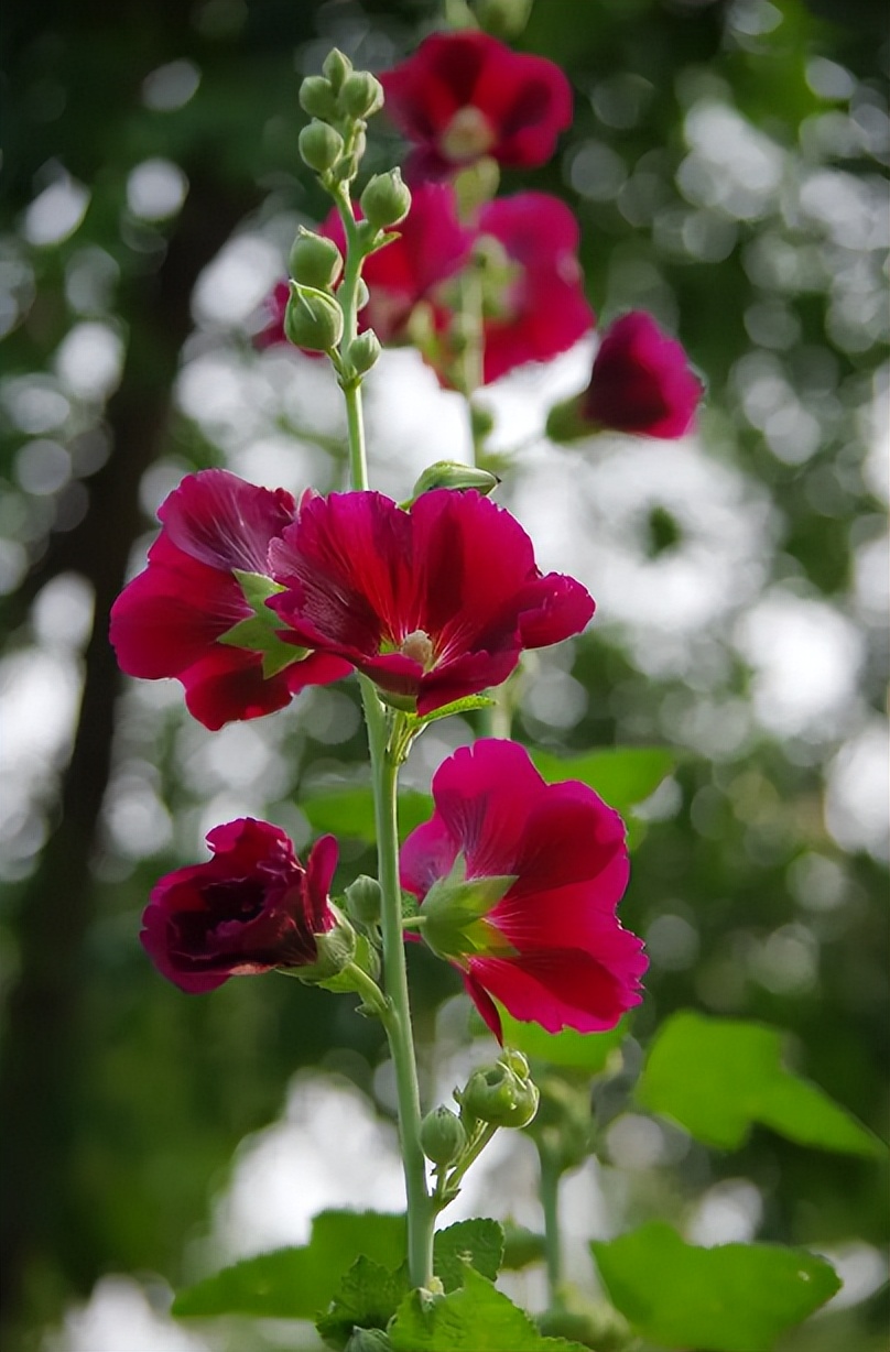 关于蜀葵的诗词名句,蜀葵花的古诗句