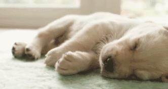 狗狗睡觉时抽搐是什么原因,为啥狗狗睡觉一直哼唧抖动