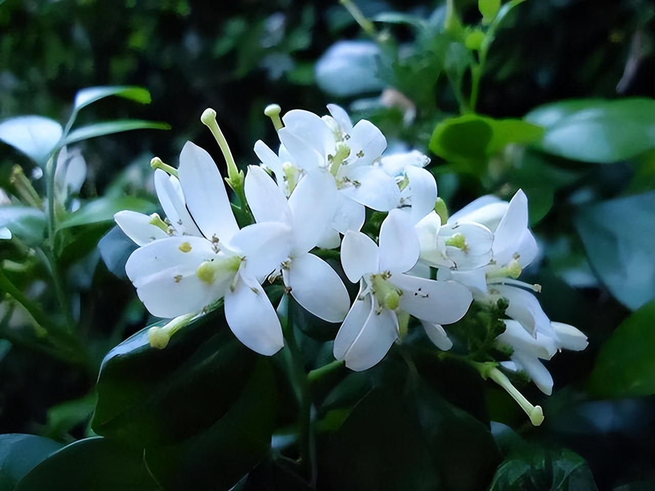 庭院种植满树花好不好风水,农村小院栽什么树旺宅