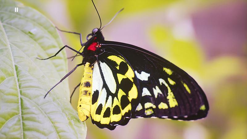 【鉴赏】Spectro（斯贝特仑投影幕）SP150FRTW-P140：充分展现韩国一线品牌的卓越品质