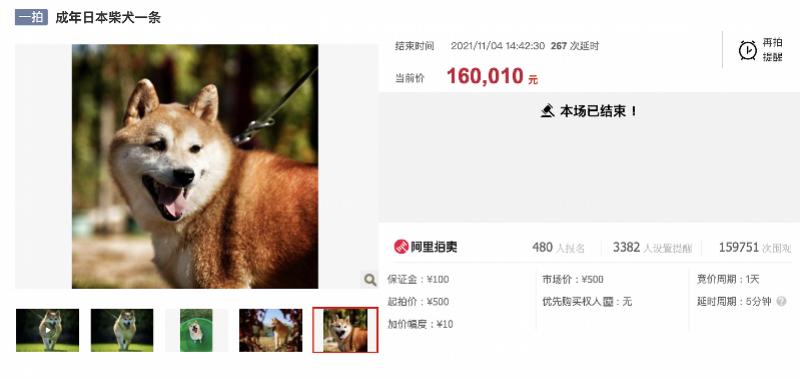 宠物猫被法拍为主人还债,主人欠钱拍卖猫