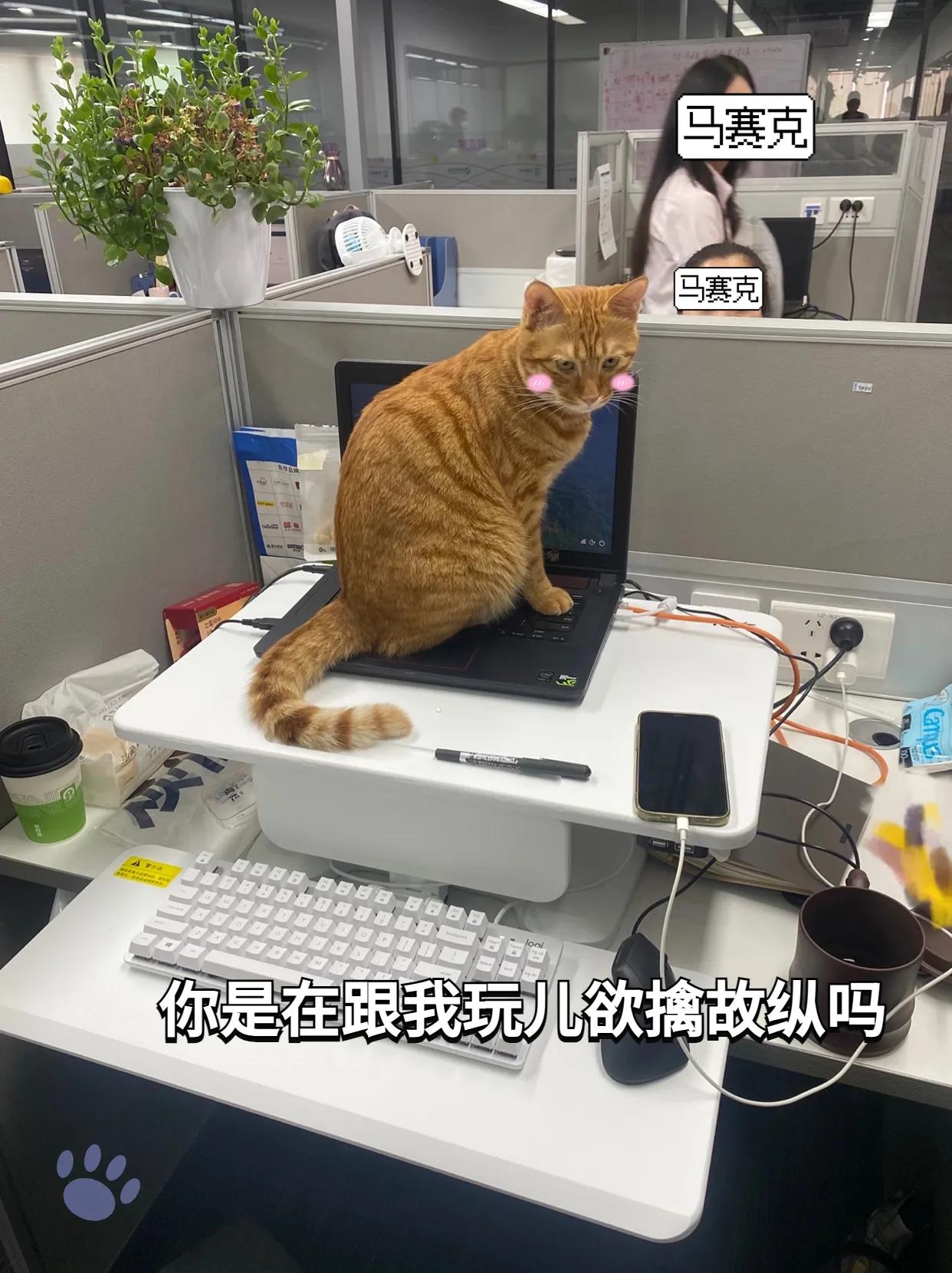 千万别带猫上班,能带猫咪上班的公司