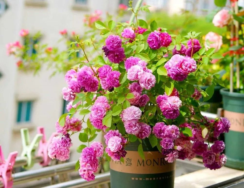 今年为什么都买月季花,购买月季花