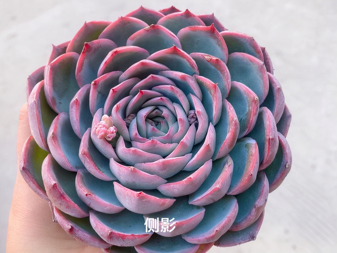 多肉中间开花怎么办,多肉分叉开花以后怎么处理