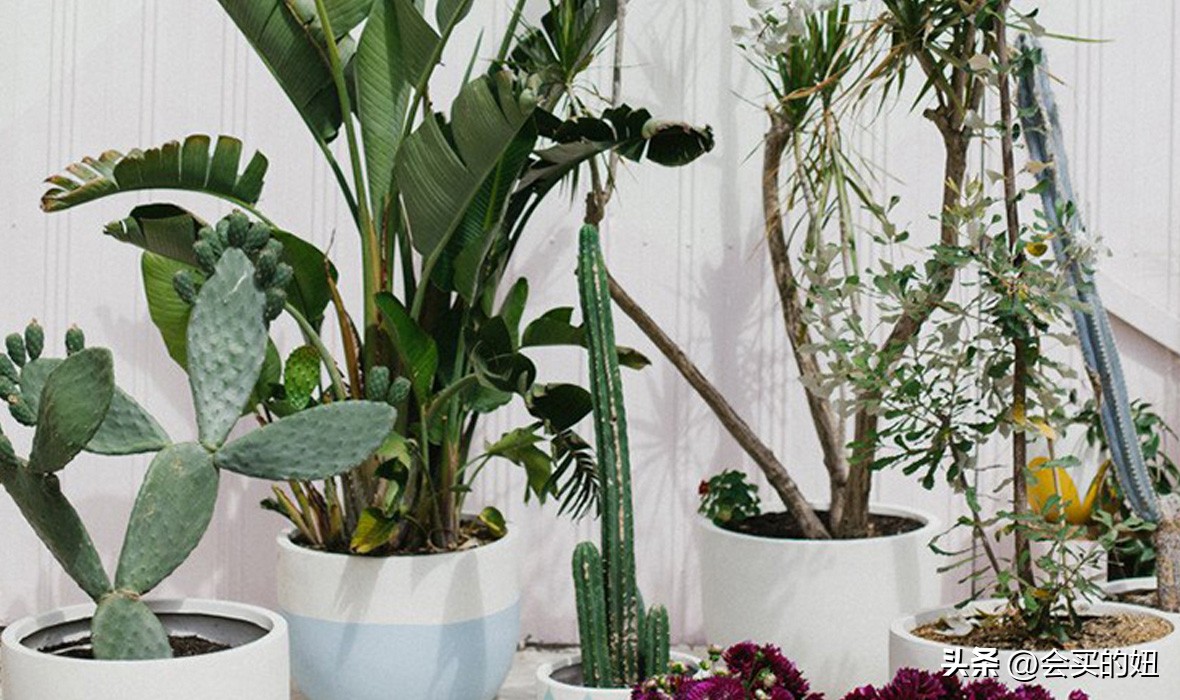 好看的绿植店铺推荐,招财又好养的店铺绿植