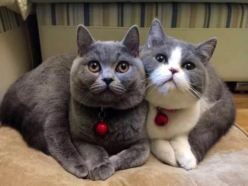 三种最不好养的宠物猫,哪种宠物猫不建议养