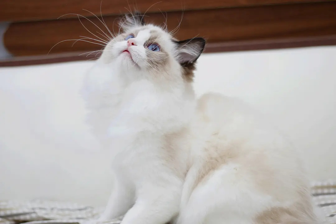 海豹双色布偶价格,海豹双色布偶猫多少钱