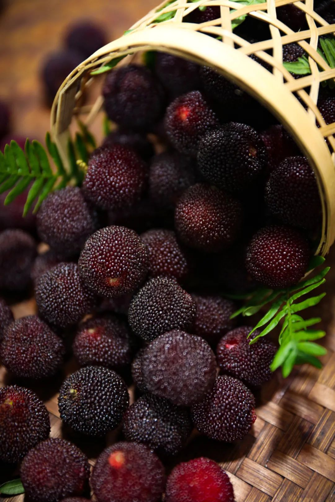 90后辞职回村种植中药材,90后夫妻放弃城市工作回乡当果农