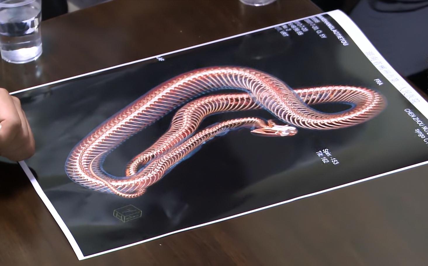 中国几百条的蛇,我国现存莽山烙铁头蛇数量