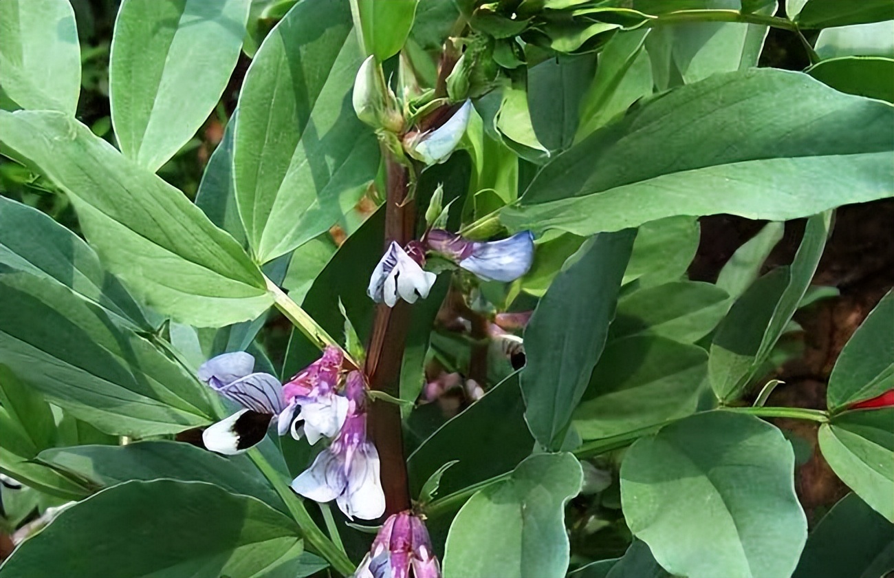 故乡留下太多的记忆,故乡留在我记忆深处的作文